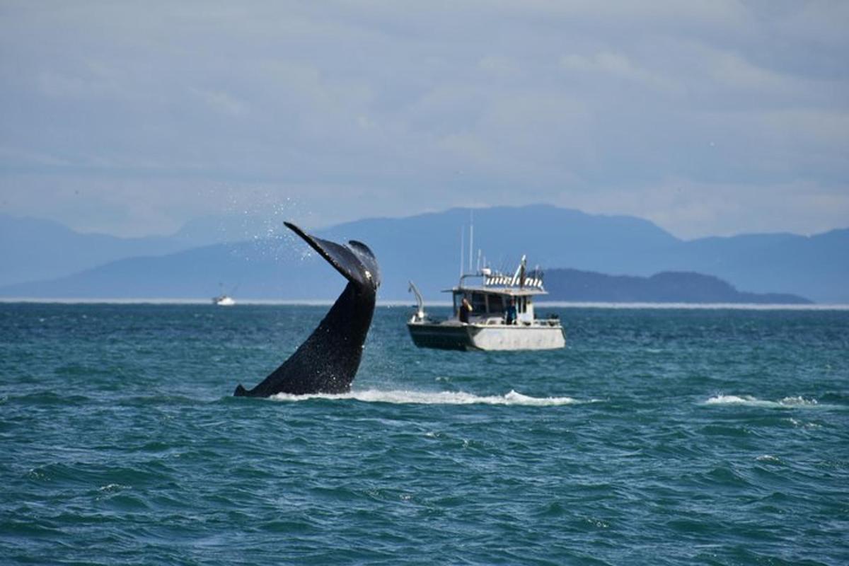 a killer whale in the ocean with a boat