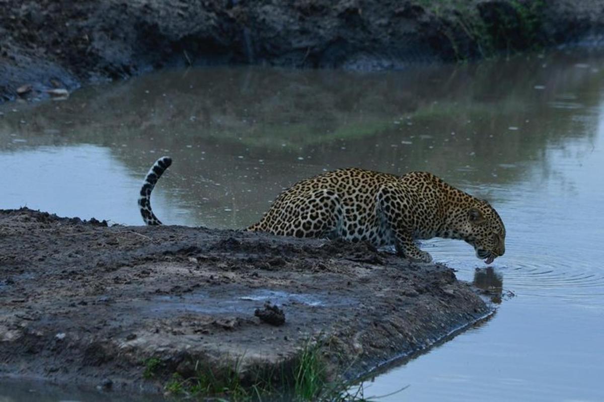 a jaguar drinking water from a body of water