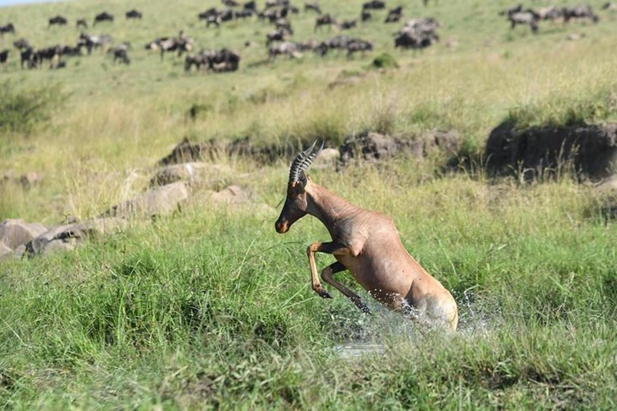 a gazelle jumping in a field of grass