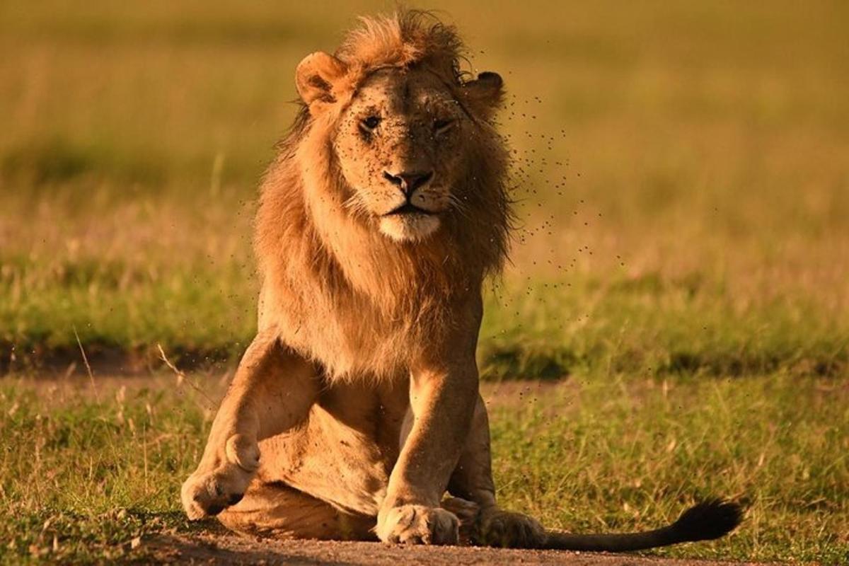 a lion sitting on the ground in the grass