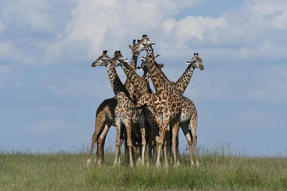 a group of giraffes standing in a field