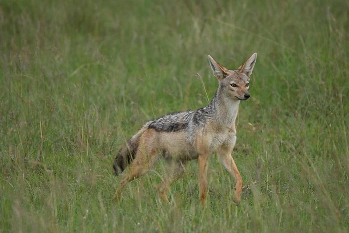 a coyote running through a field of grass