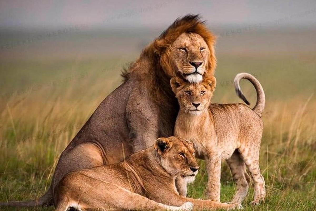 singa dan dua betina duduk di padang