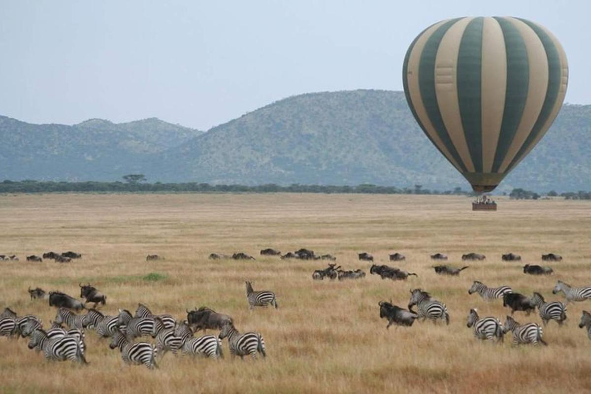 kawanan zebra dan balon udara