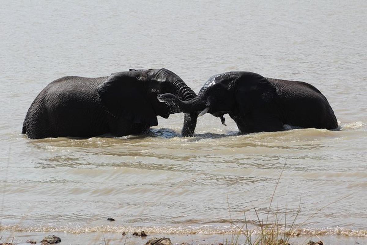 dua ekor gajah bermain sesama sendiri di dalam air