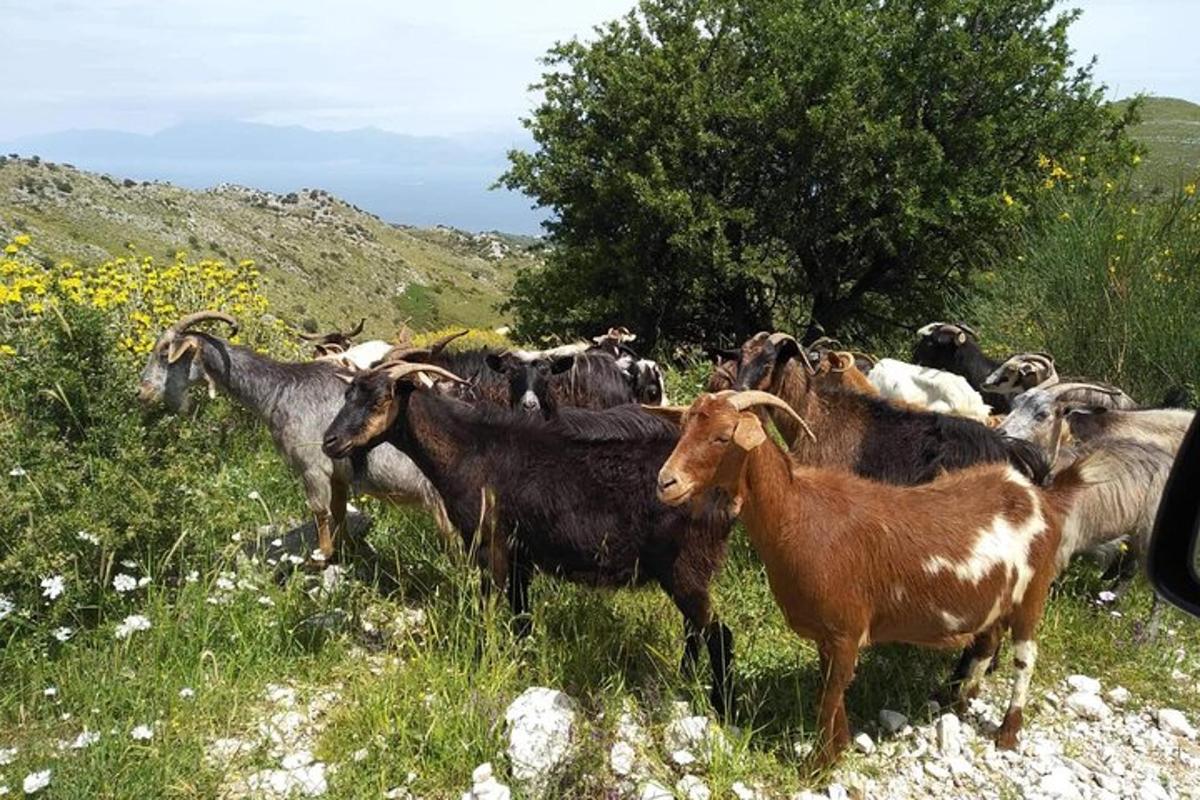 egy kecskecsorda áll egy füves mezőn