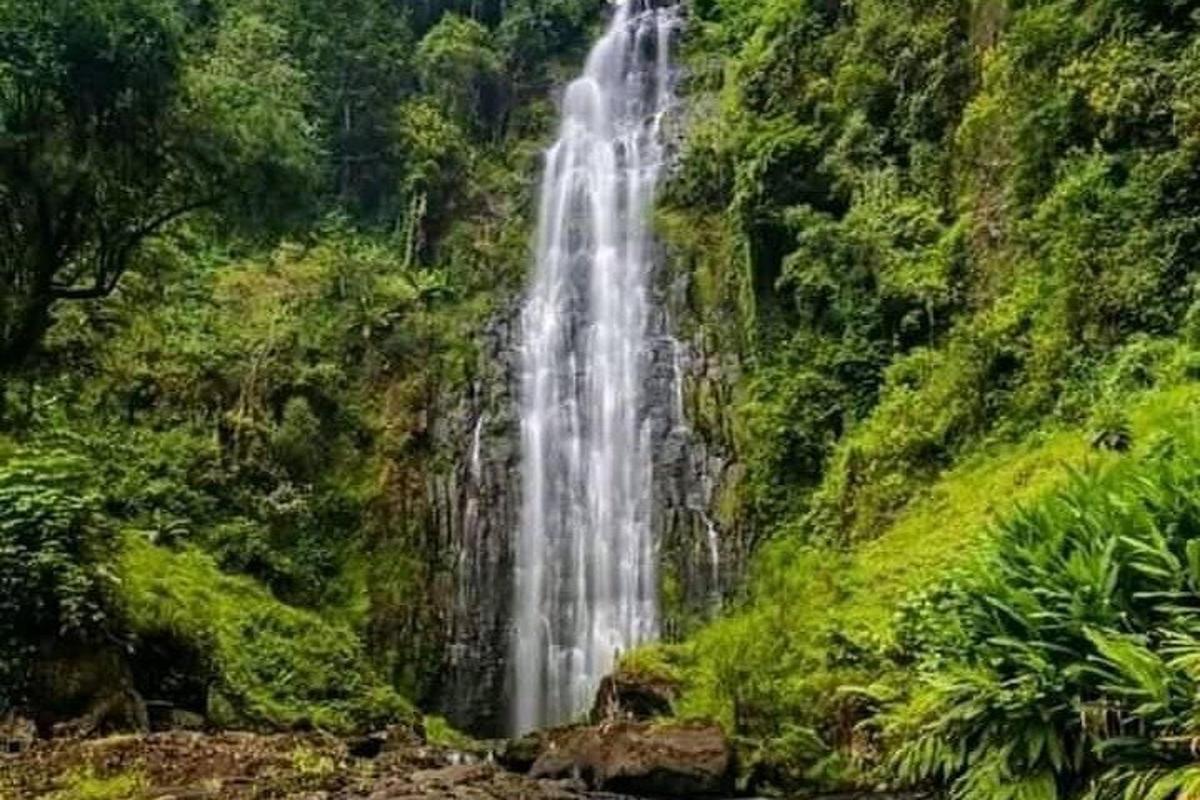 una cascada en medio de un exuberante bosque verde
