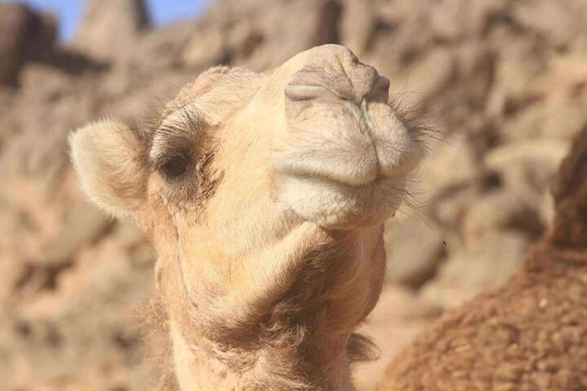 a close up of a camel with its face