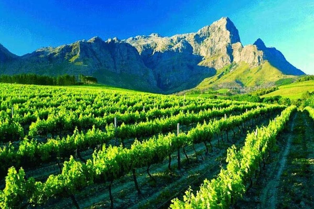 un campo di uva verde con le montagne sullo sfondo