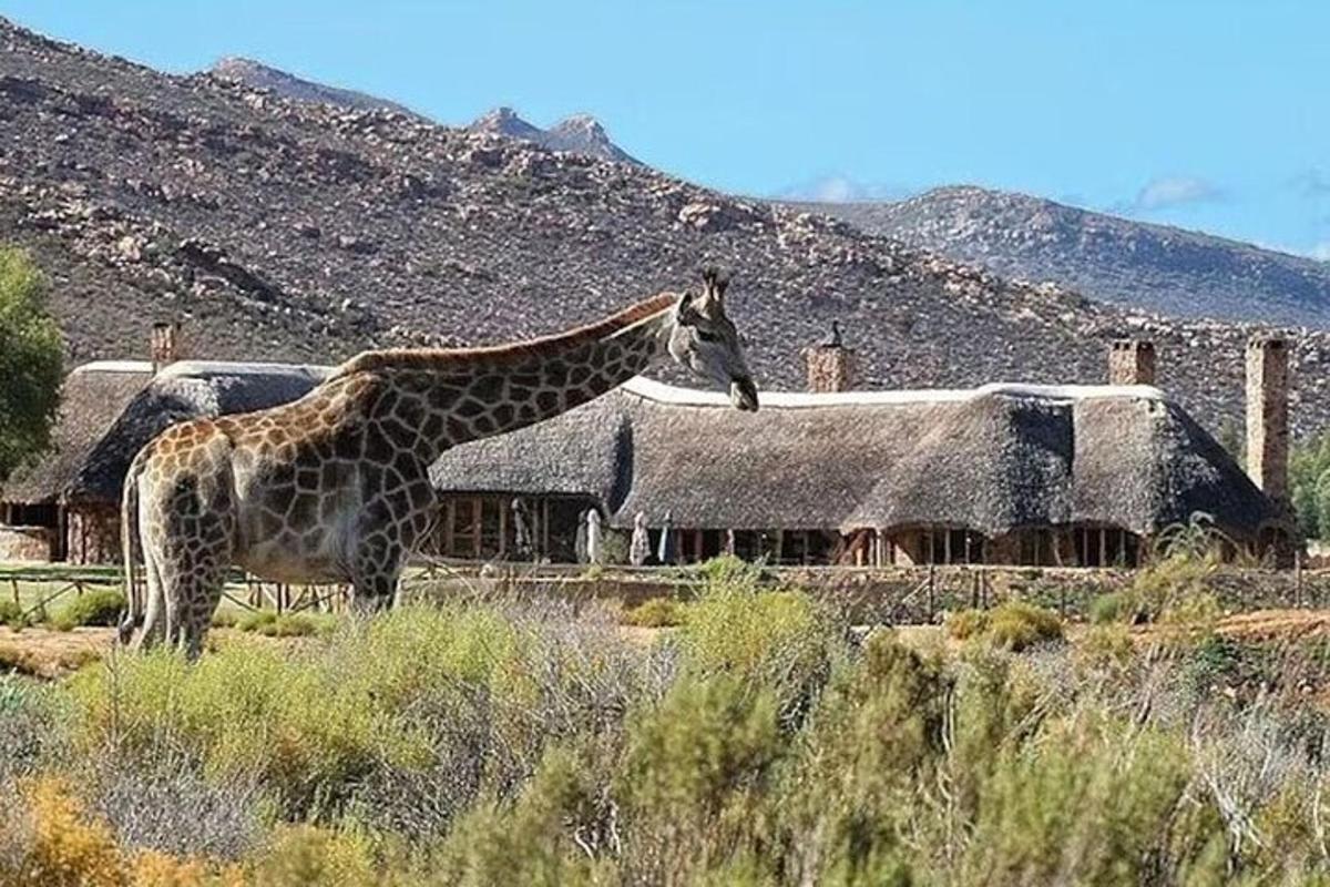 una giraffa in piedi davanti a un edificio