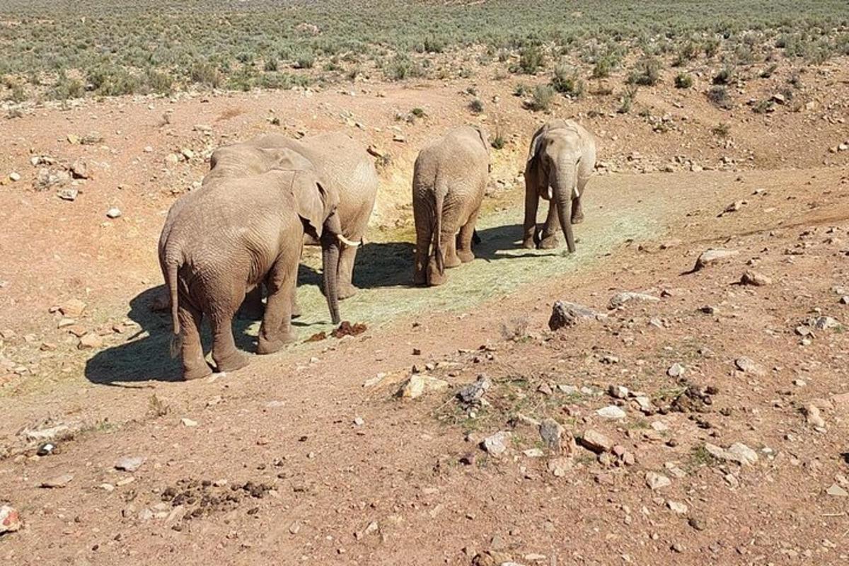 un gruppo di elefanti che camminano su un campo sterrato