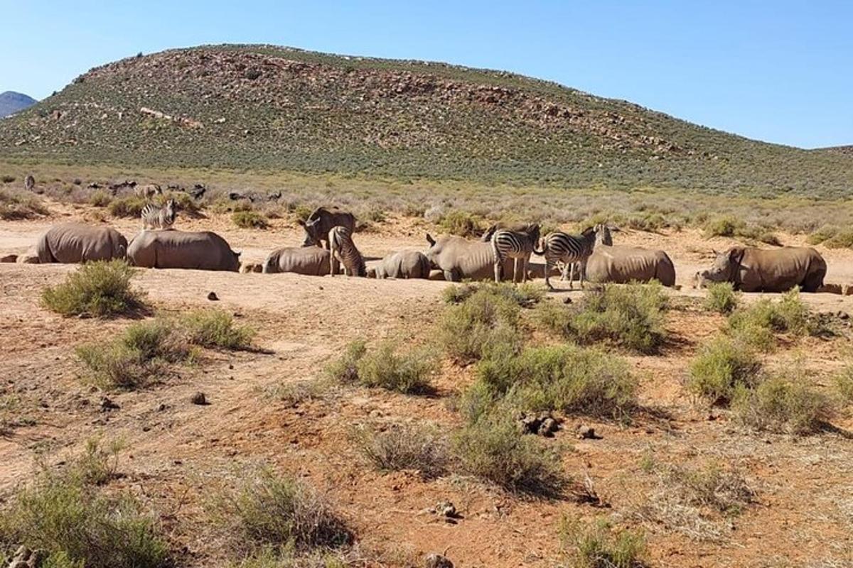 una mandria di zebre e altri animali in un campo