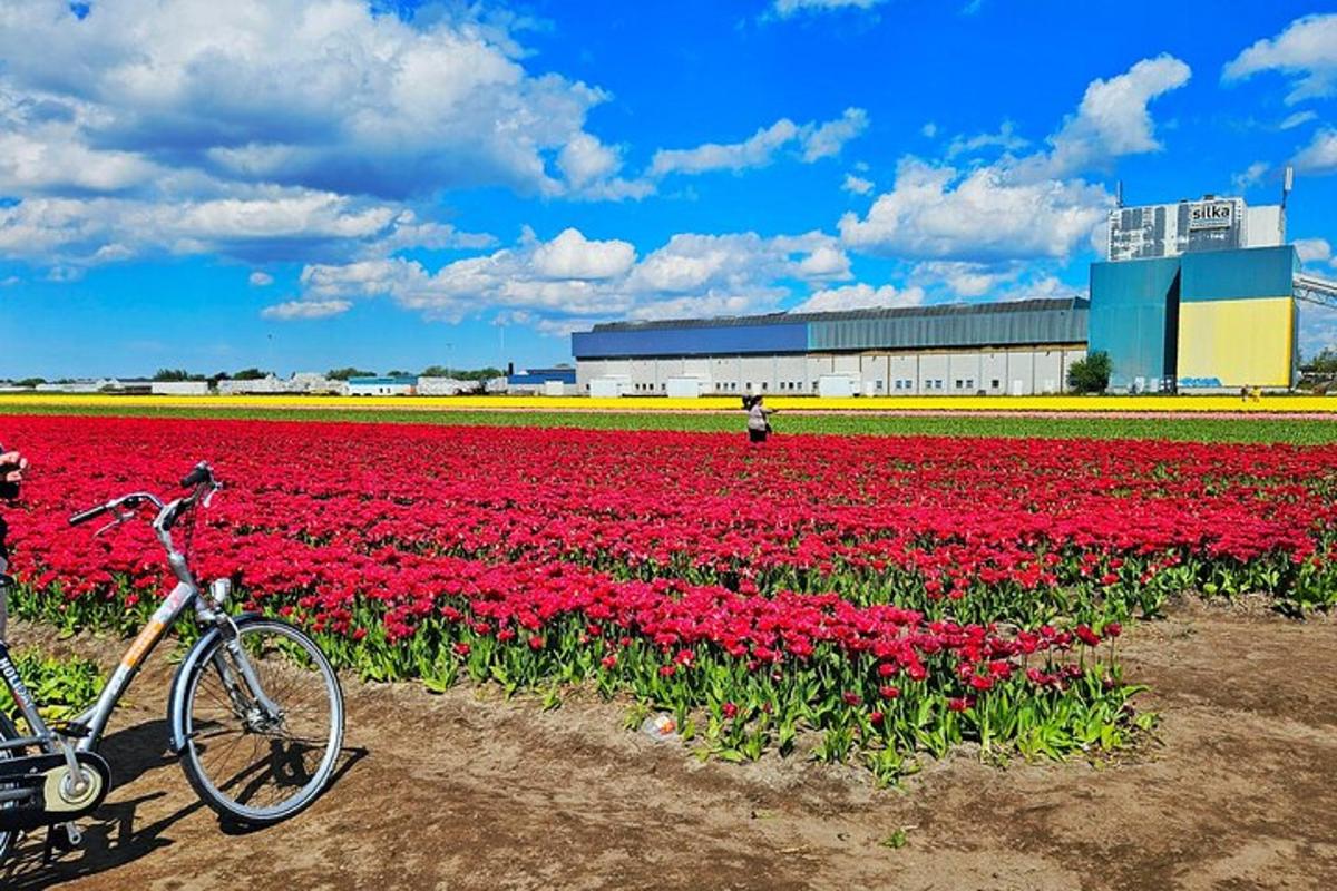 a bike parked in front of a field of flowers