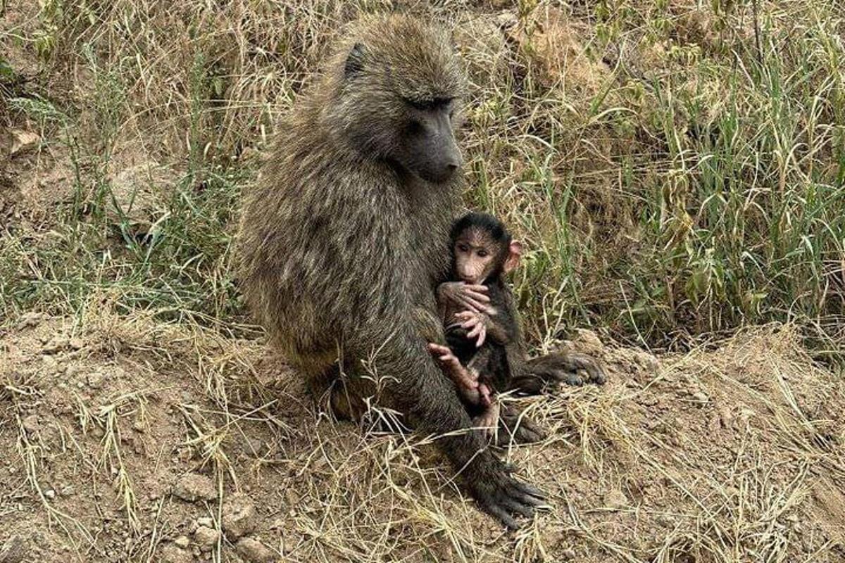 um macaco e um bebê macaco sentados na grama