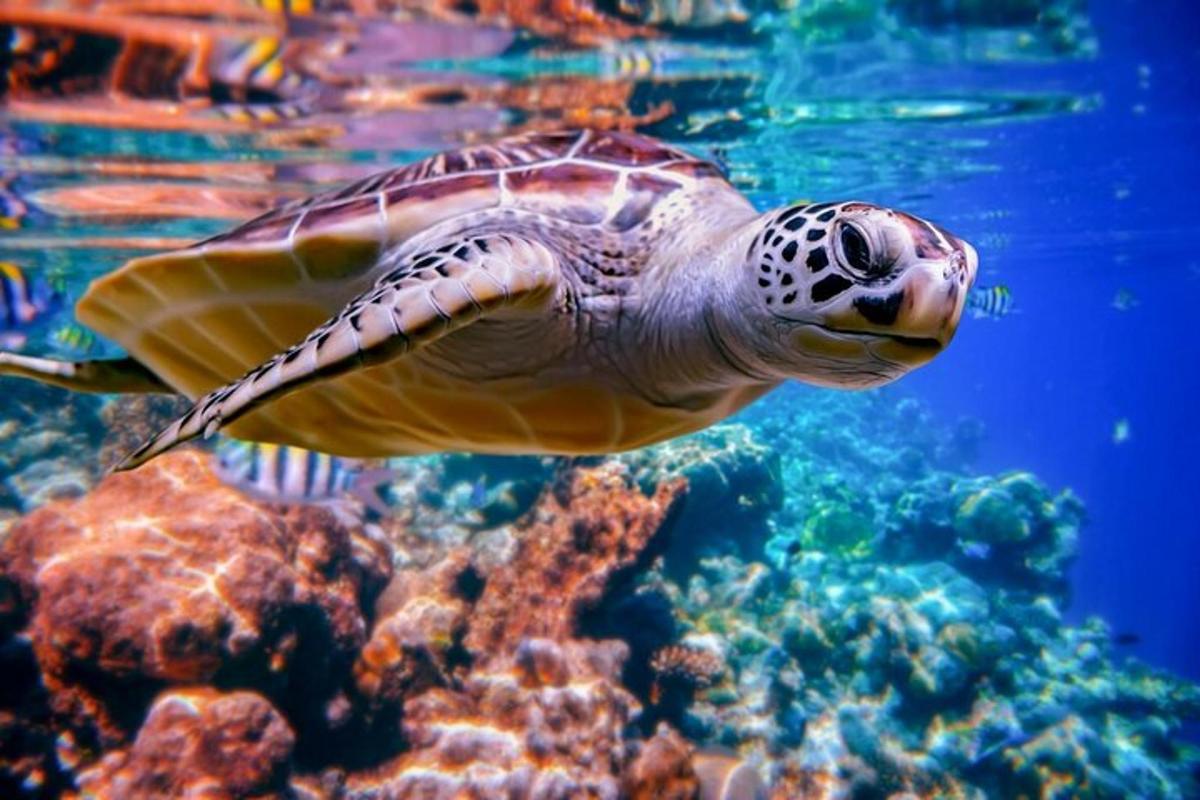 a green sea turtle swimming in the water