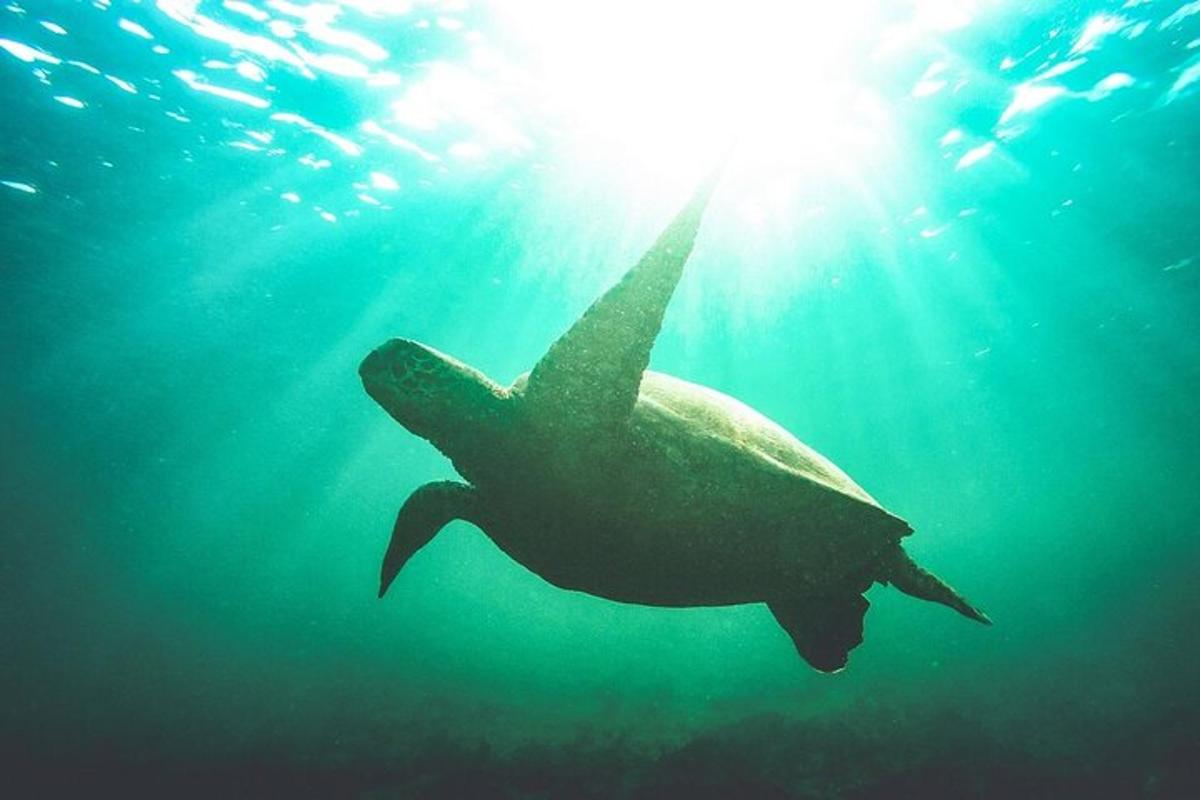 a turtle swimming in the ocean with the sun behind it