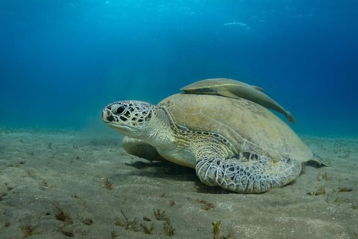a green sea turtle swimming in the water
