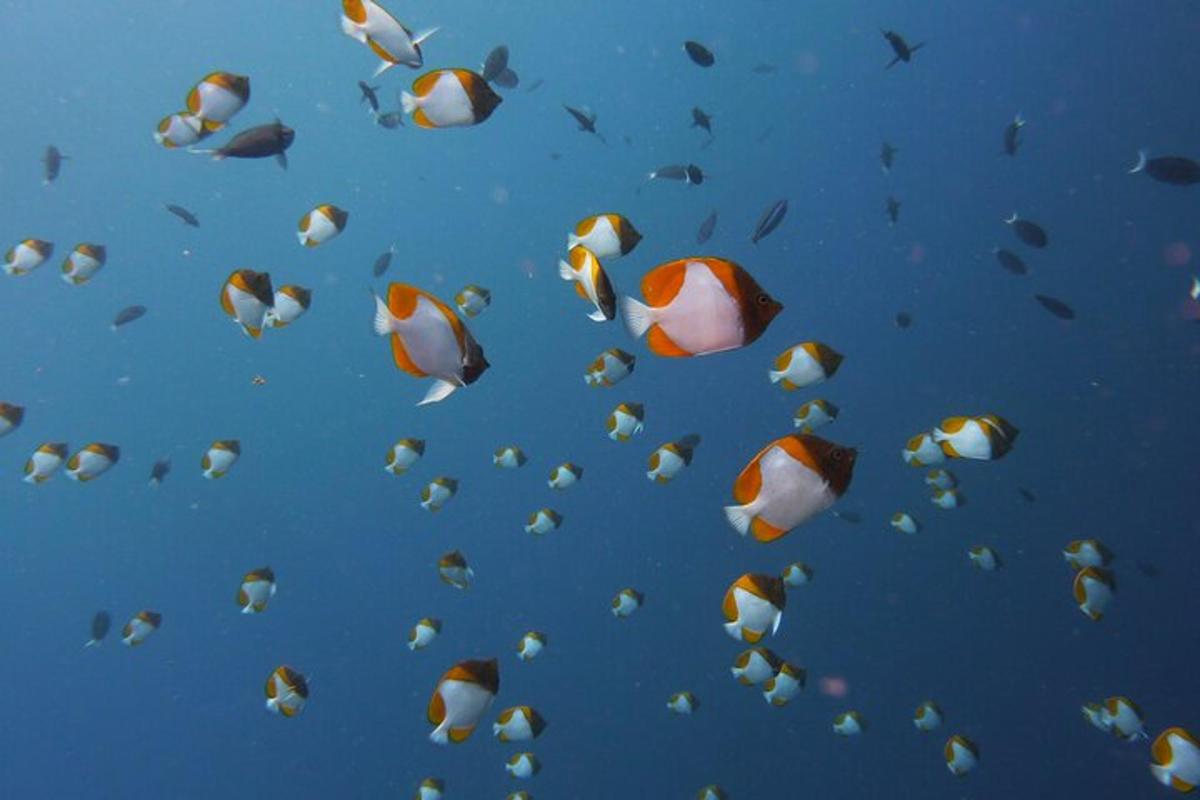 Lankytinos vietos ar pramogos nuotrauka numeris 7