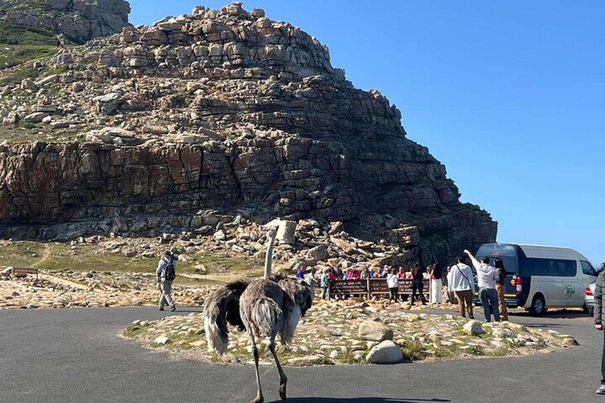 um avestruz caminhando em frente a uma montanha rochosa