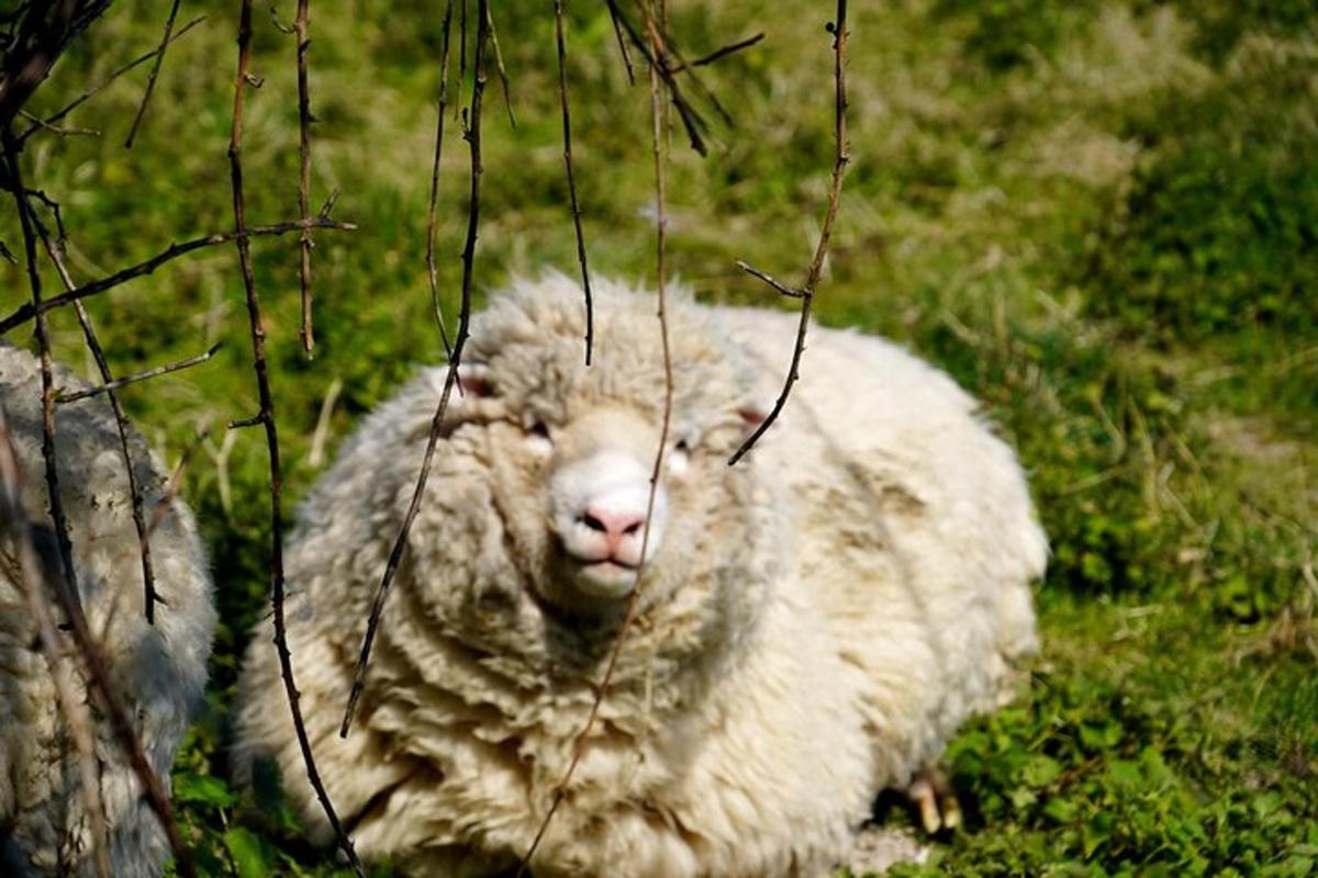 una pecora è sdraiata in un campo d'erba