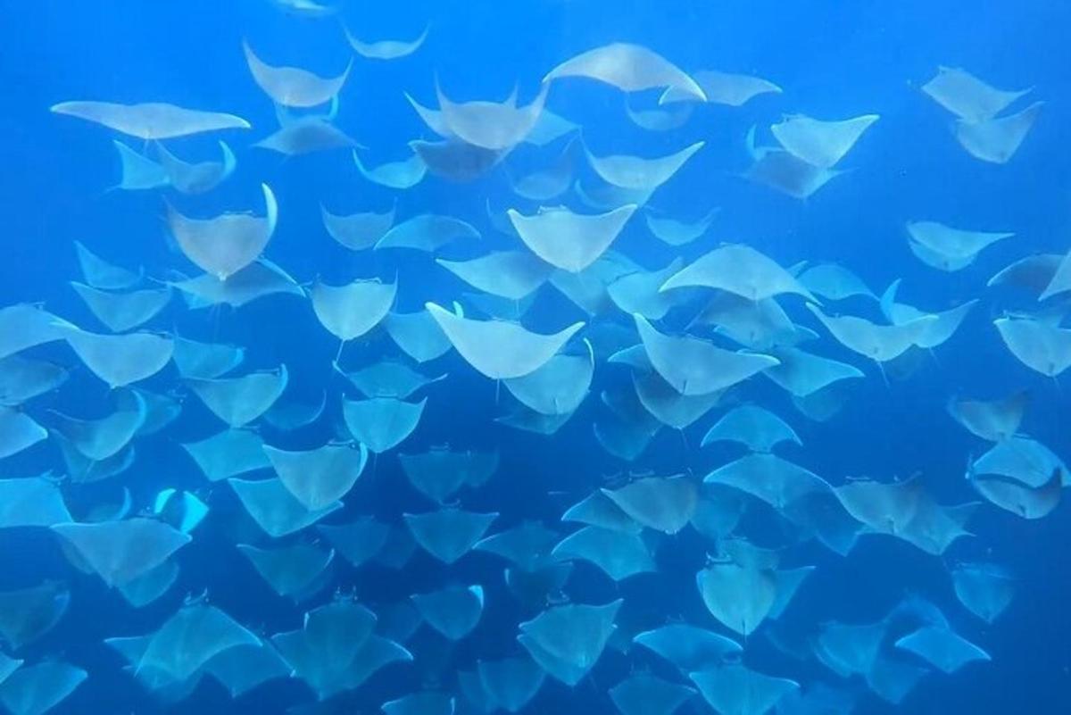 一群银色的鱼在蓝色的海水中游动