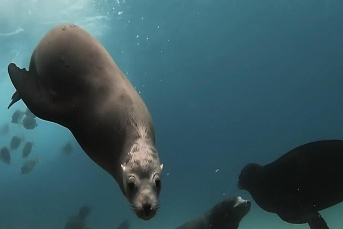 a seal swimming in the water with other animals
