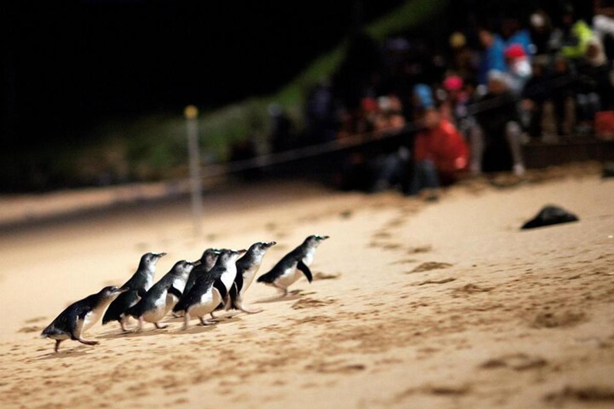 en gruppe fugler som går på en strand