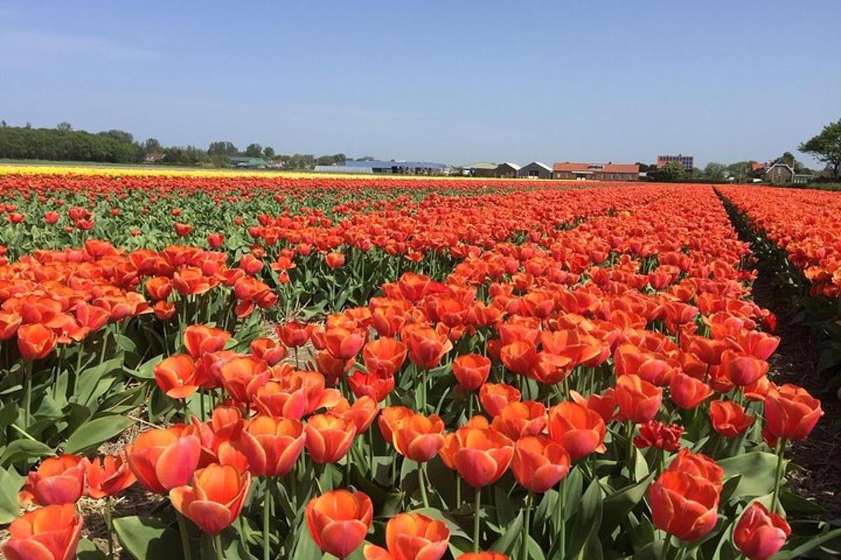 polje rdečih tulipanov na polju