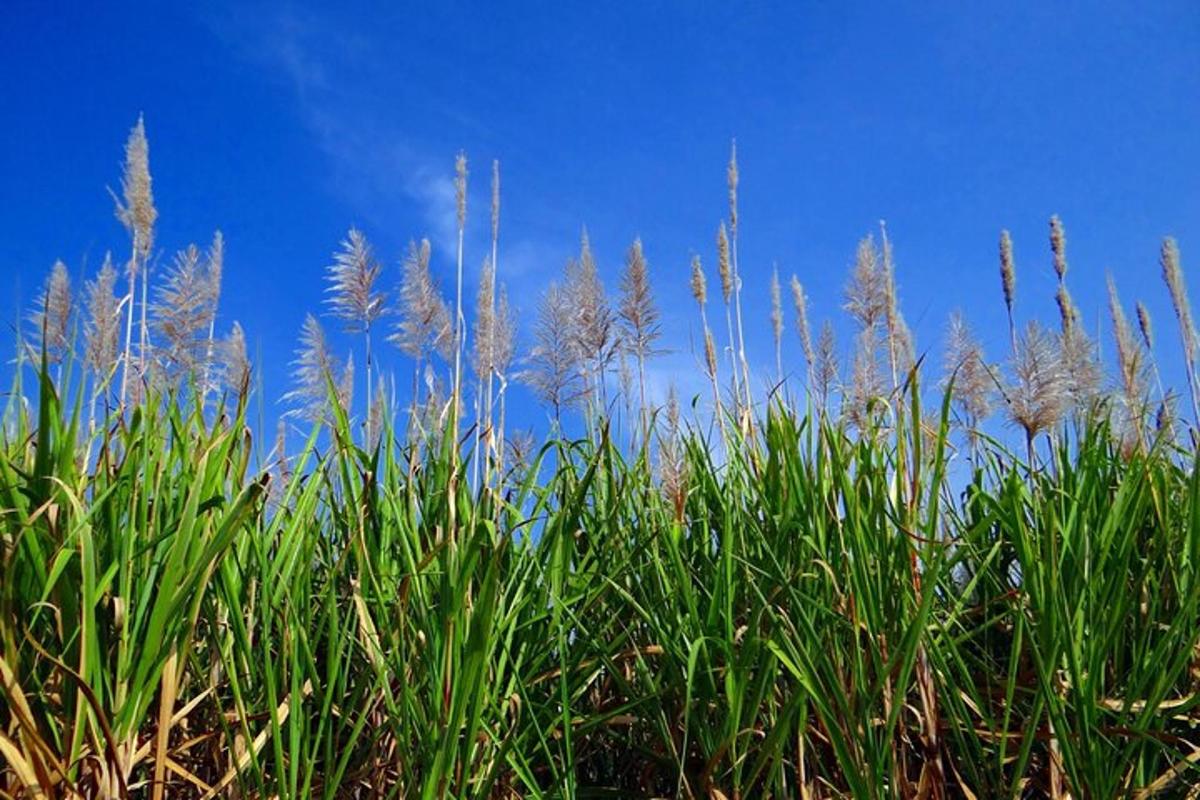 Un campo de hierba alta y verde con un cielo azul