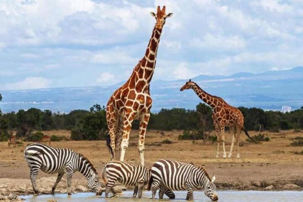 három zsiráf és három zebra iszik egy itatóhelyről