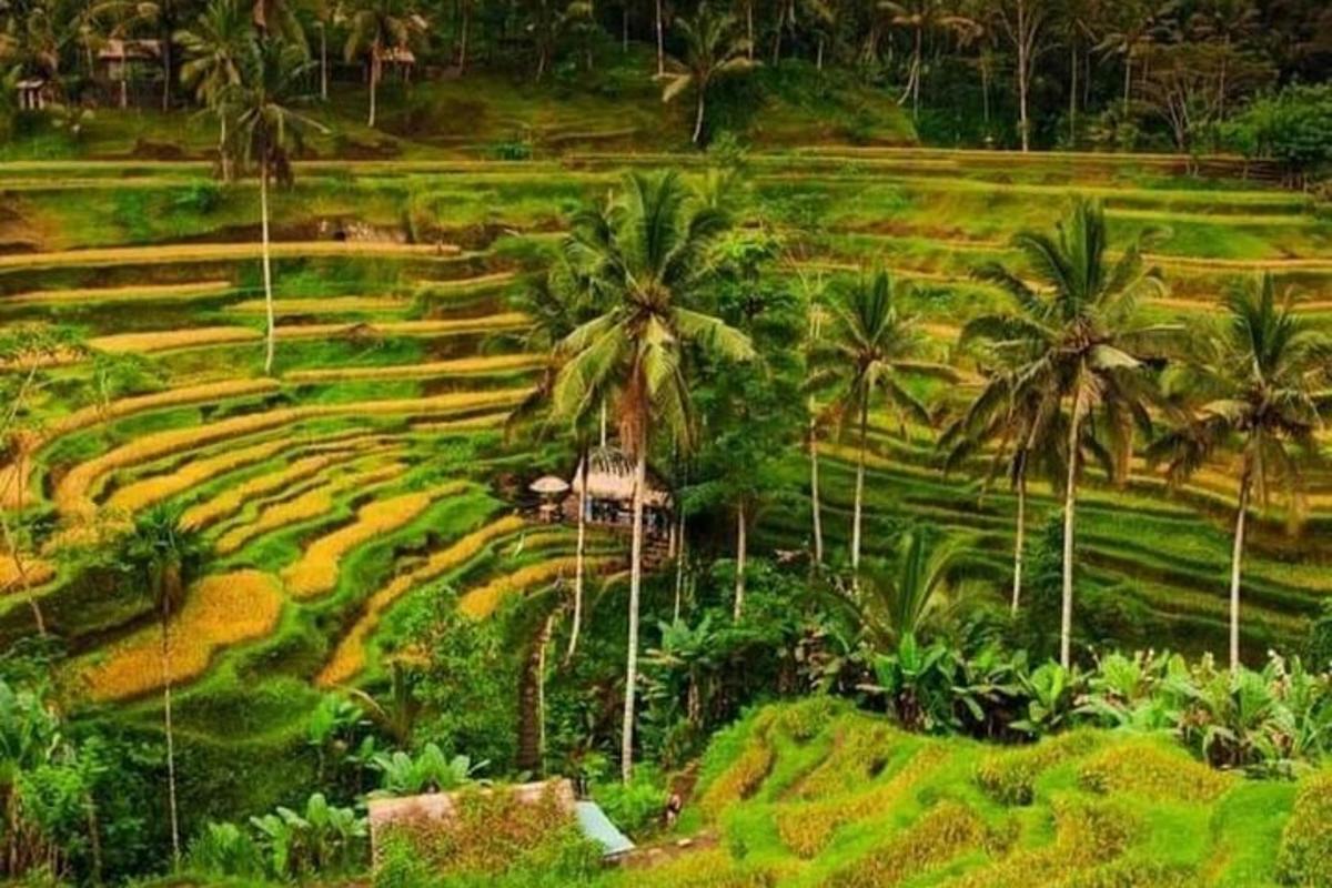 padang pokok kurma dan padang rumput
