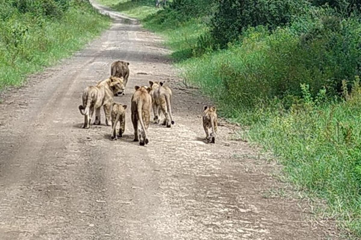 un grup d'animals caminant per un camí de terra