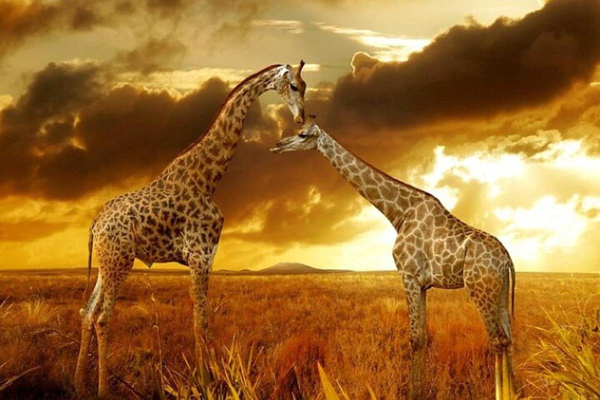 dues girafes dretes una al costat de l'altra en un camp