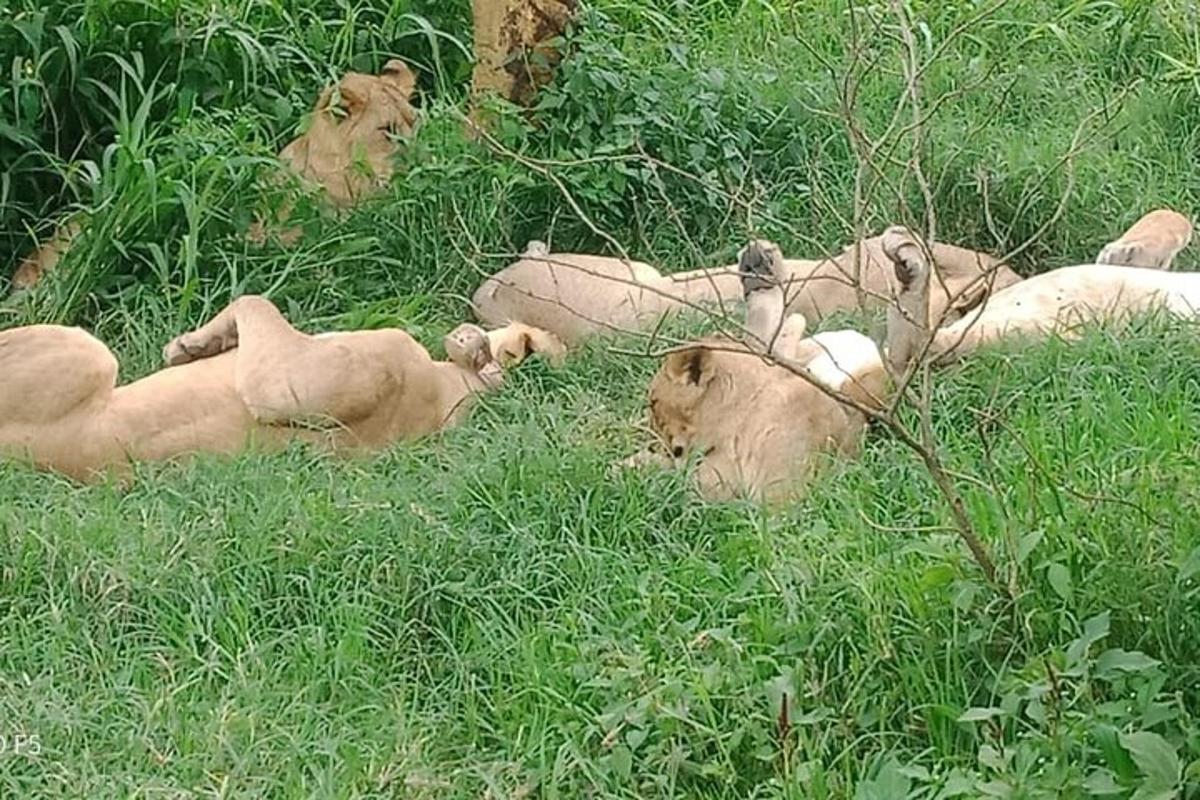 un grup de lleons estirats a l'herba