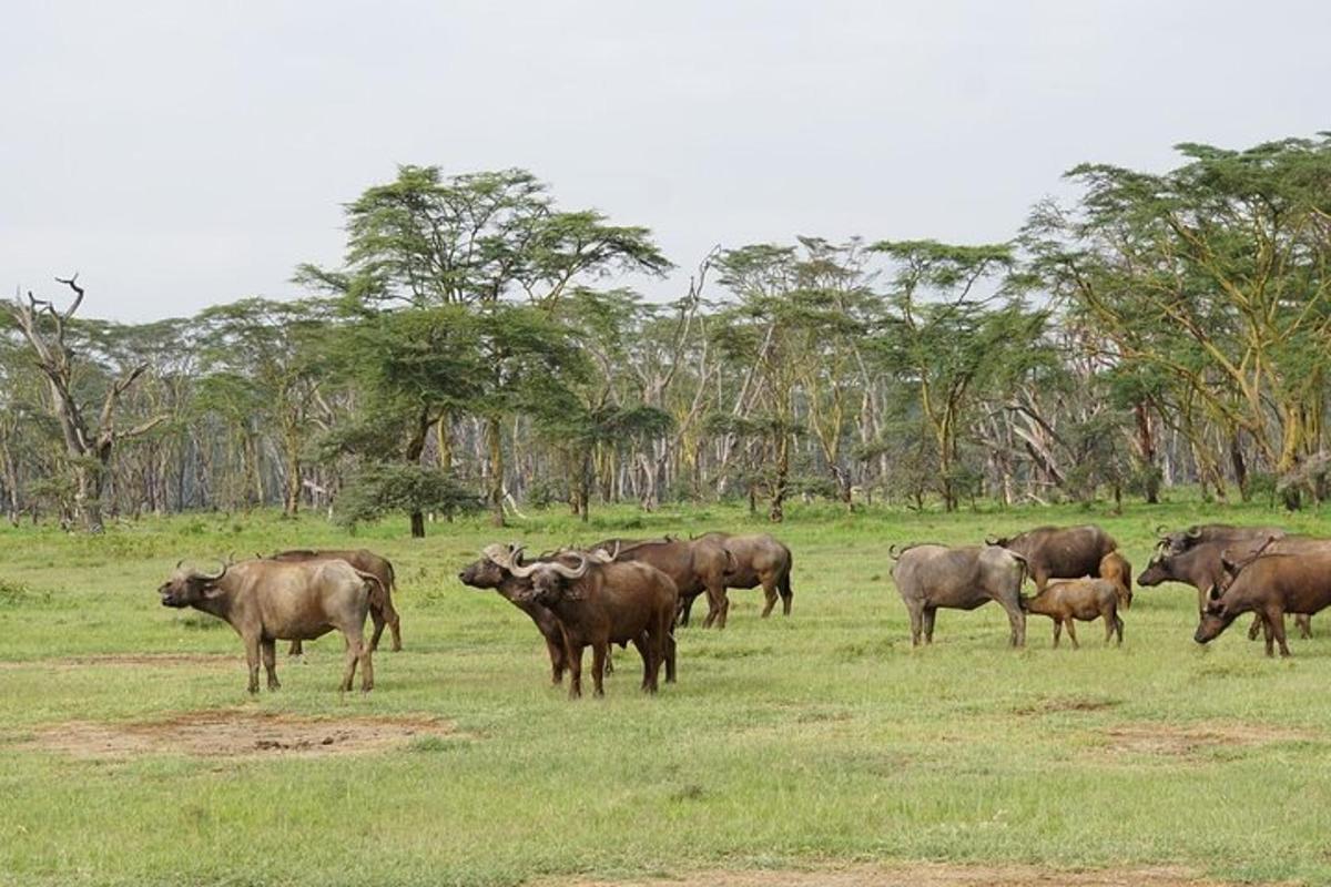 un ramat d'animals dempeus en un camp