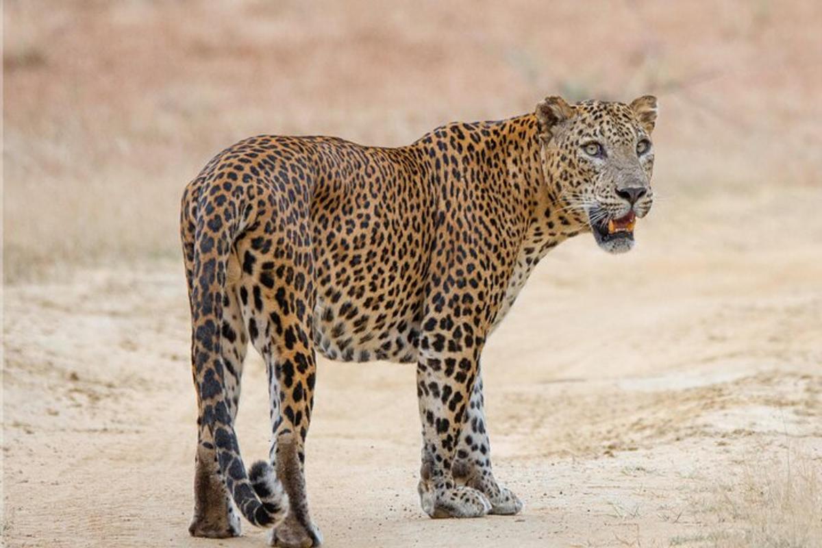 a leopard standing on a dirt road