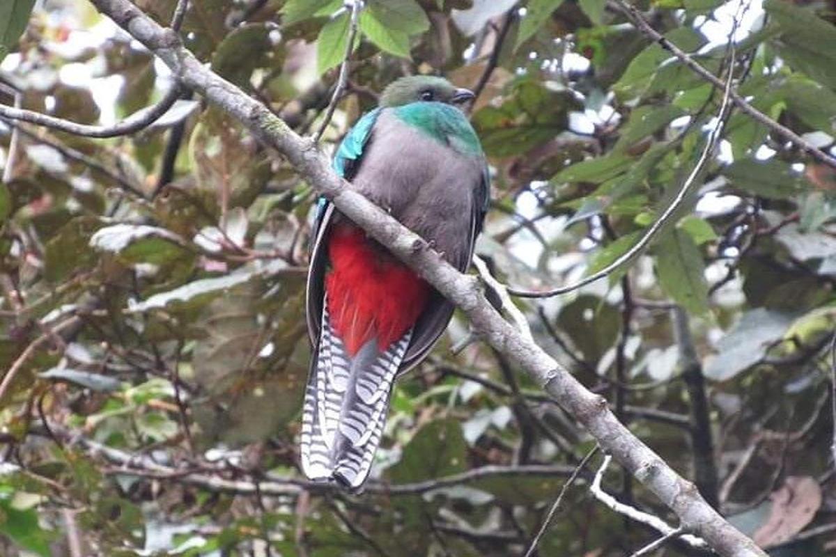 a colorful bird perched on a tree branch