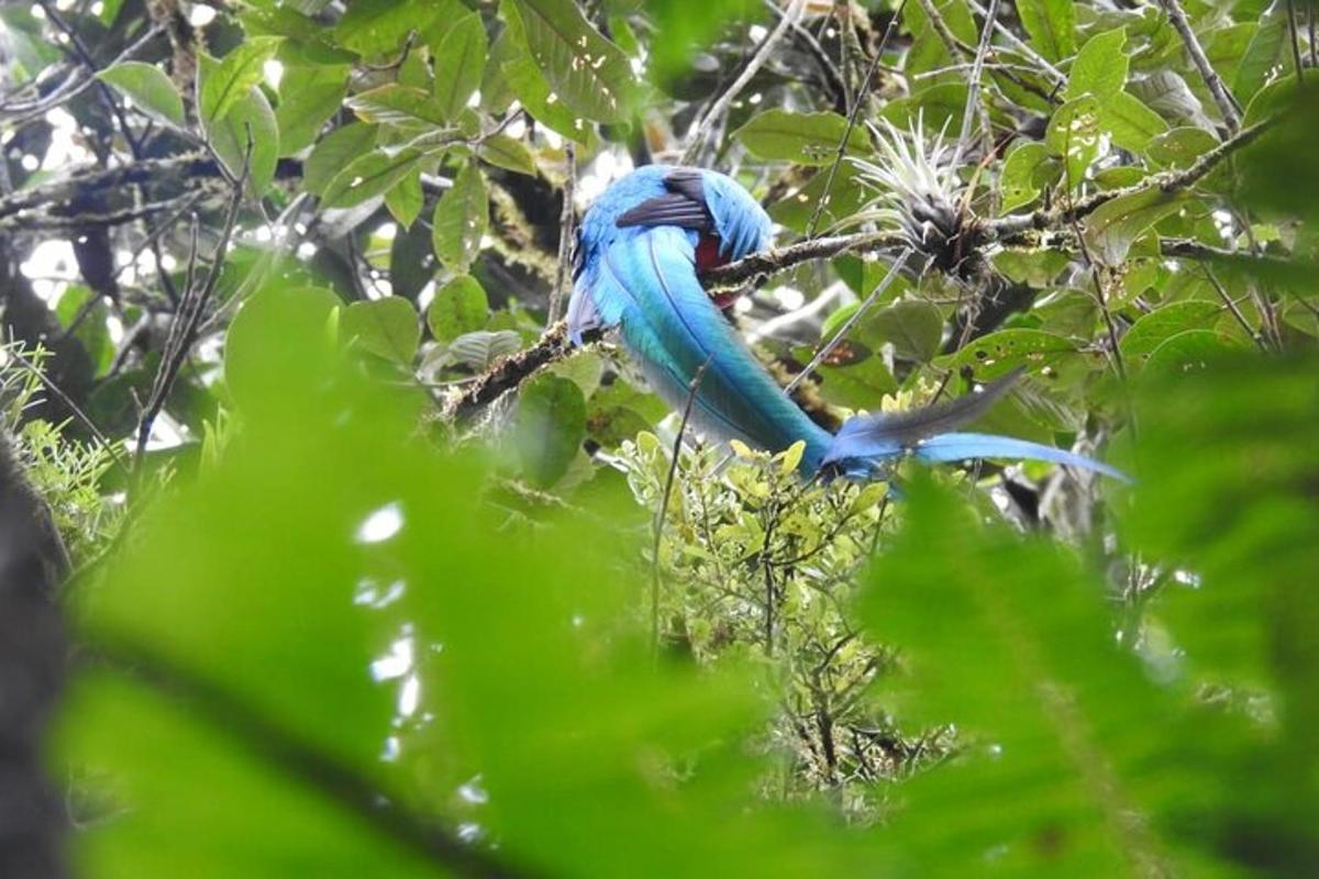 a blue bird is sitting on a tree branch