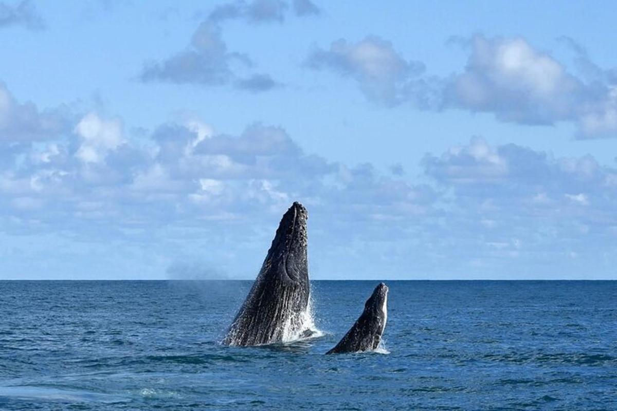 due rocce che sporgono dall'acqua nell'oceano