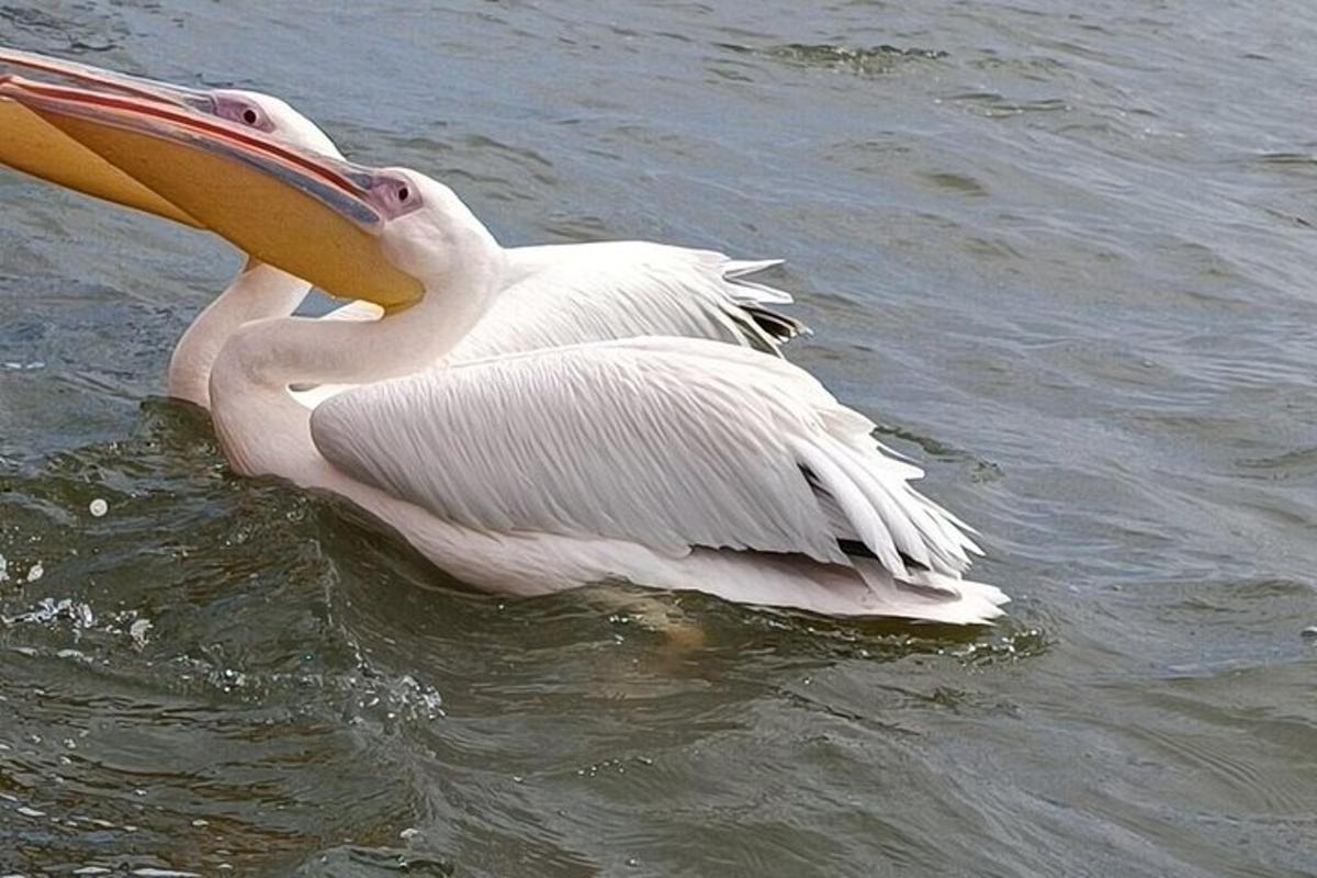 a pelican in the water with a large beak