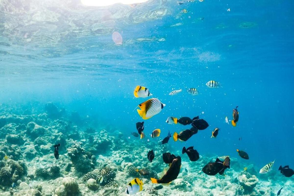 un gruppo di pesci che nuotano nell'oceano