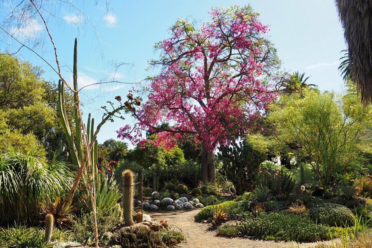 taman dengan pokok dengan bunga merah jambu di atasnya