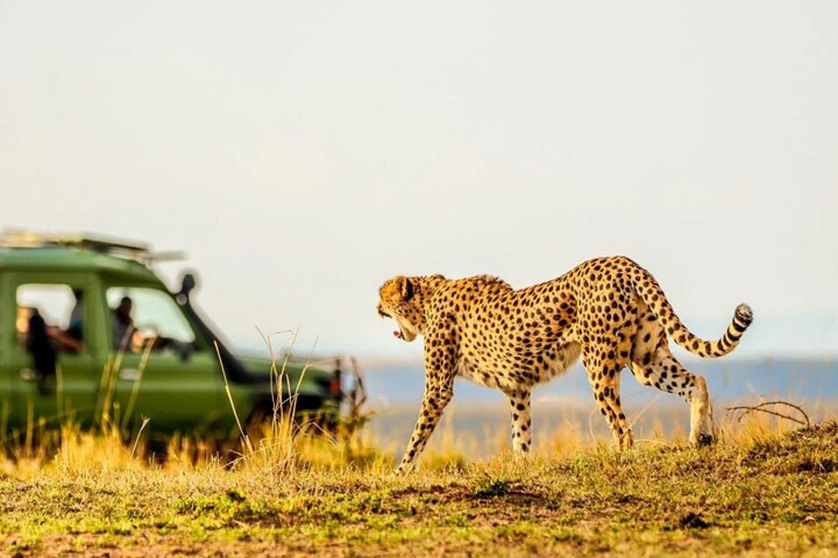 uma chita caminhando em um campo ao lado de um veículo