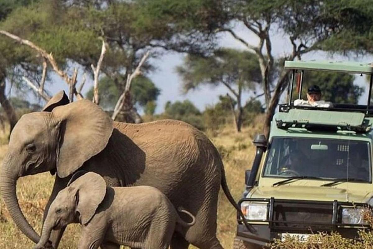 um elefante bebê caminhando ao lado de um elefante adulto