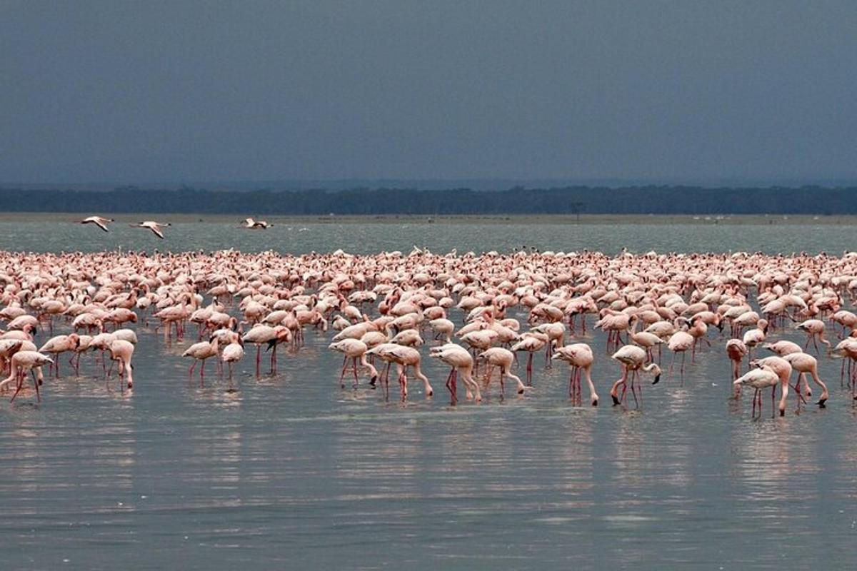 a large flock of pink flamingos standing in the water