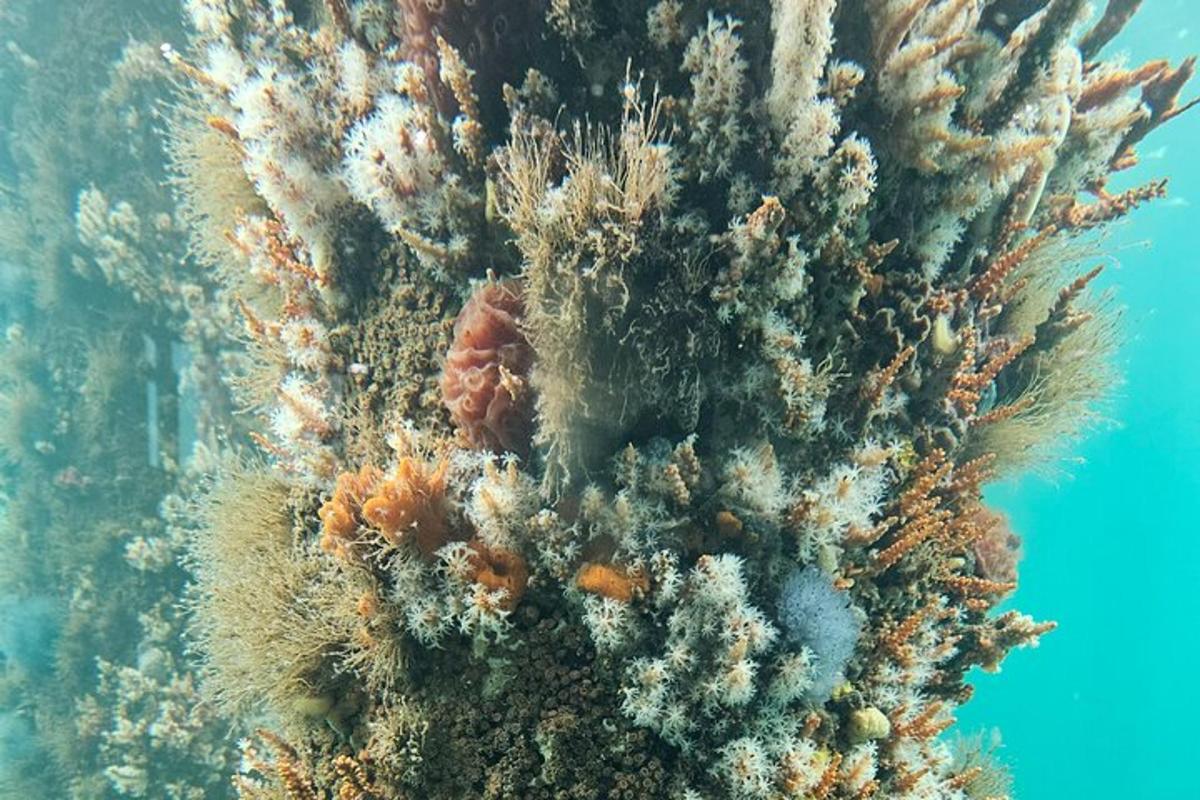 koralna kolonija na oceanskem dnu
