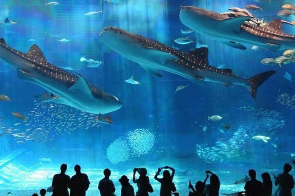 Attraction picture 1