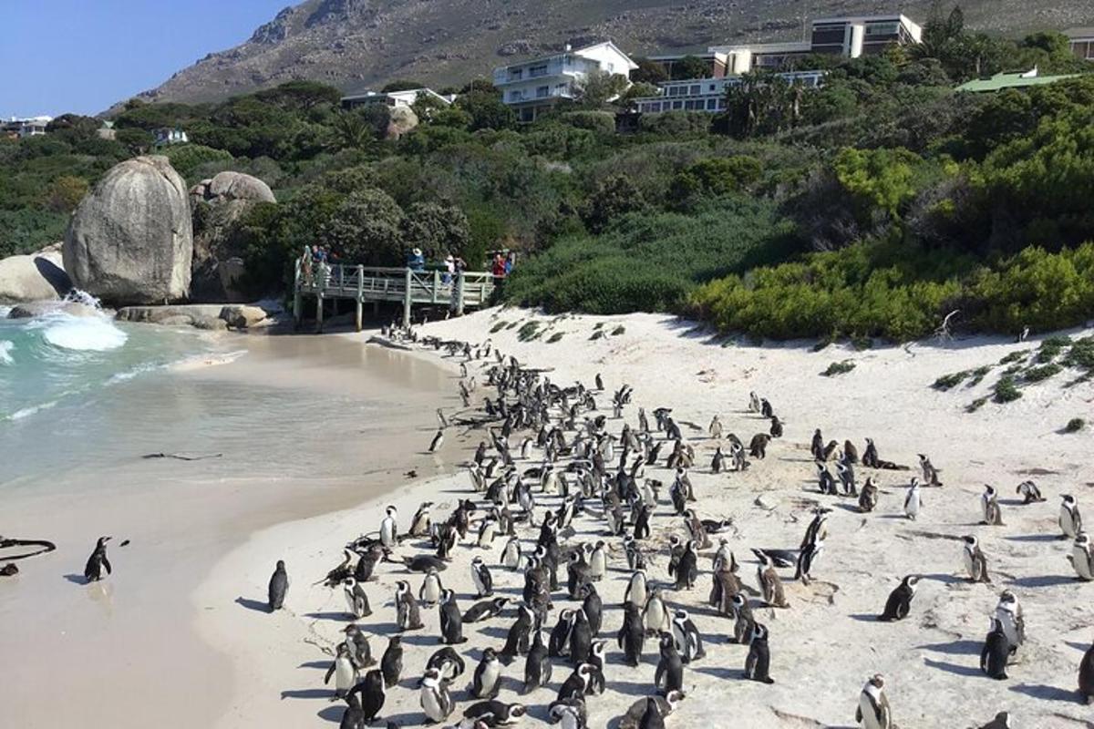 een groep pinguïns die op een strand staat