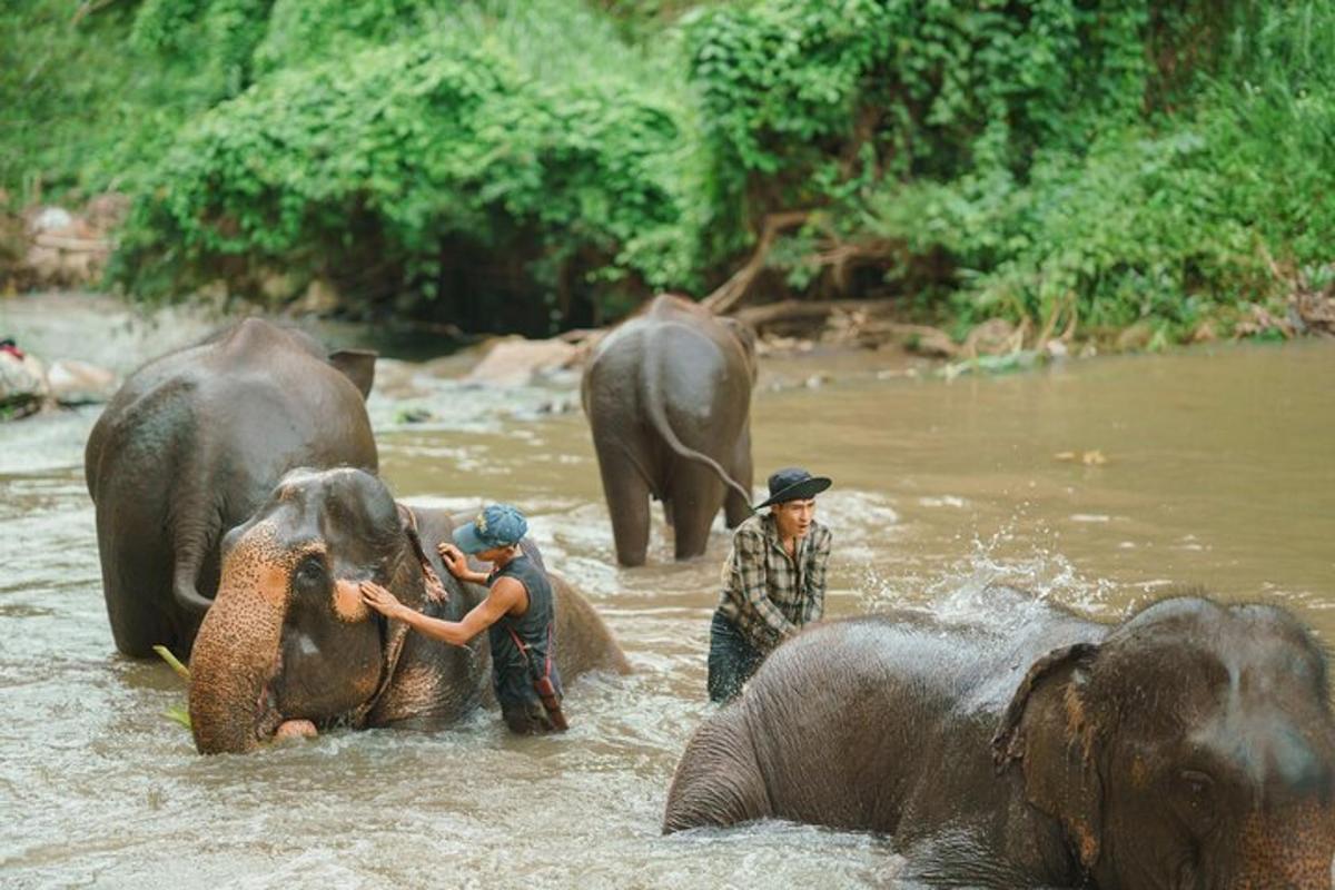 một nhóm người đang chơi đùa với voi dưới nước