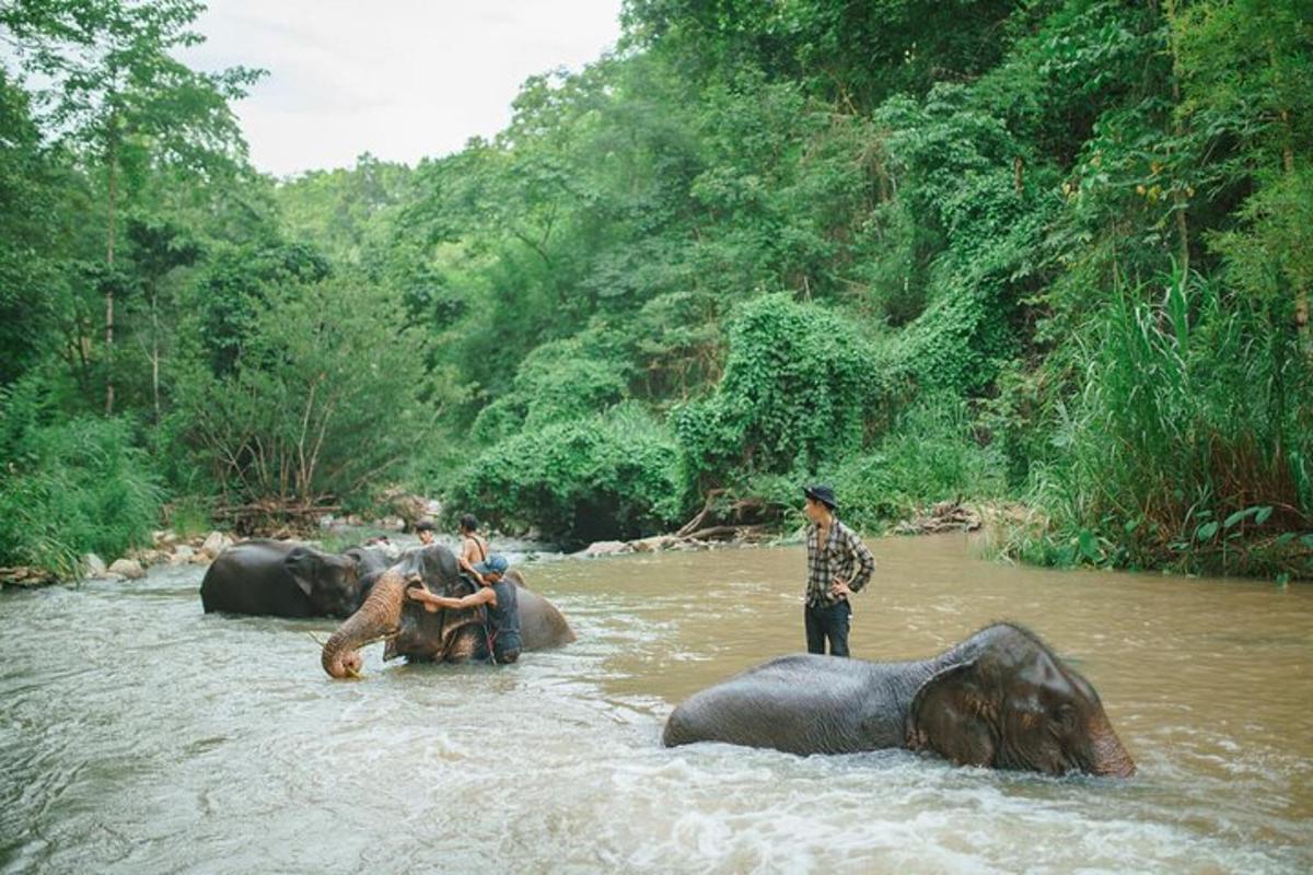 một nhóm người đứng trên sông cùng với voi